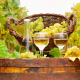 Fiesta del vino blanco